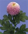 Chrysanthemum　Jenny pink